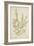 Sida Acuta Burm, 1800-10-null-Framed Giclee Print