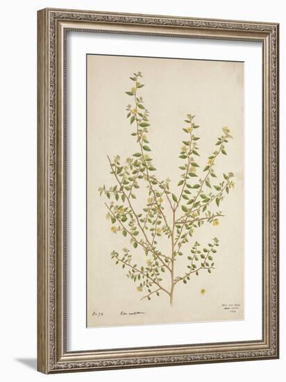 Sida Acuta Burm, 1800-10-null-Framed Giclee Print