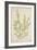 Sida Acuta Burm, 1800-10-null-Framed Giclee Print