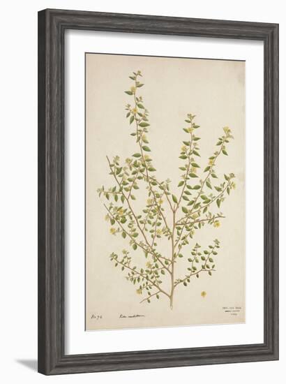 Sida Acuta Burm, 1800-10-null-Framed Giclee Print