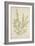 Sida Acuta Burm, 1800-10-null-Framed Giclee Print