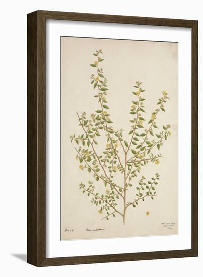 Sida Acuta Burm, 1800-10-null-Framed Giclee Print