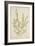 Sida Acuta Burm, 1800-10-null-Framed Giclee Print