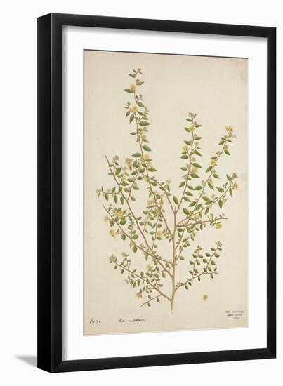 Sida Acuta Burm, 1800-10-null-Framed Giclee Print