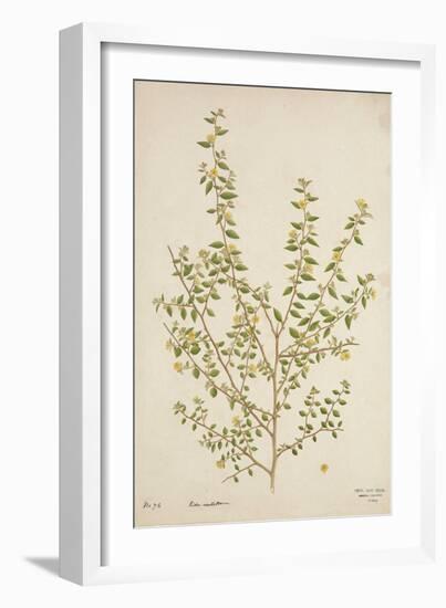 Sida Acuta Burm, 1800-10-null-Framed Giclee Print