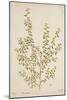Sida Acuta Burm, 1800-10-null-Mounted Giclee Print