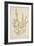 Sida Acuta Burm, 1800-10-null-Framed Giclee Print