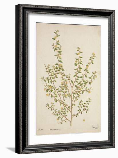 Sida Acuta Burm, 1800-10-null-Framed Giclee Print