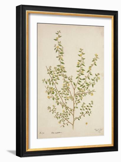 Sida Acuta Burm, 1800-10-null-Framed Giclee Print