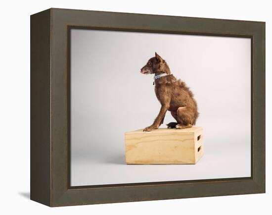 Side Eye-Susan Sabo-Framed Premier Image Canvas