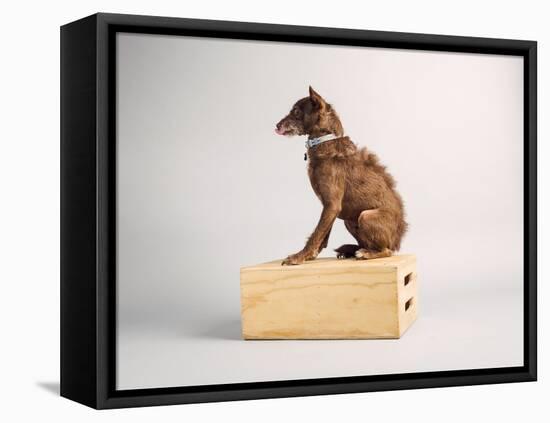 Side Eye-Susan Sabo-Framed Premier Image Canvas