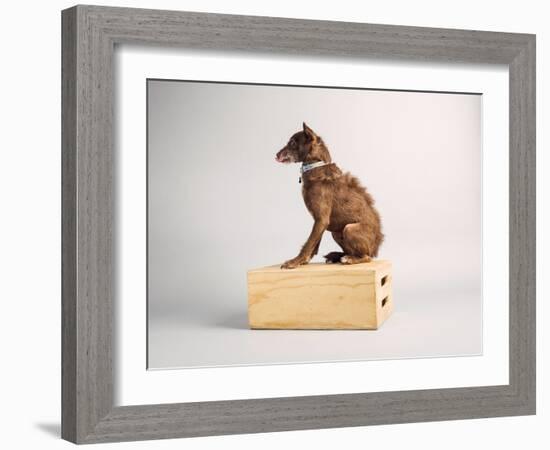 Side Eye-Susan Sabo-Framed Photographic Print