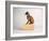 Side Eye-Susan Sabo-Framed Photographic Print