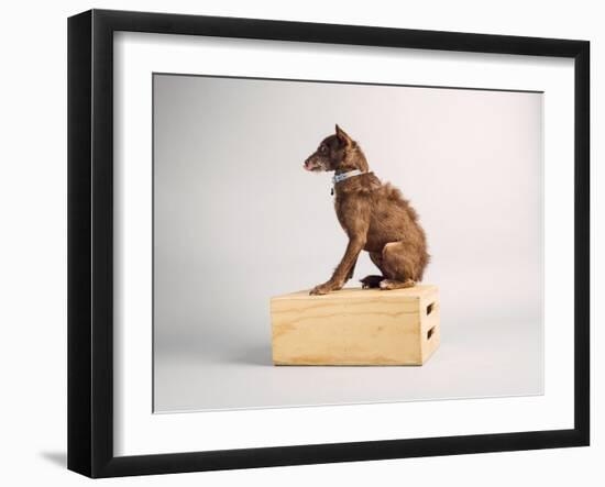 Side Eye-Susan Sabo-Framed Photographic Print