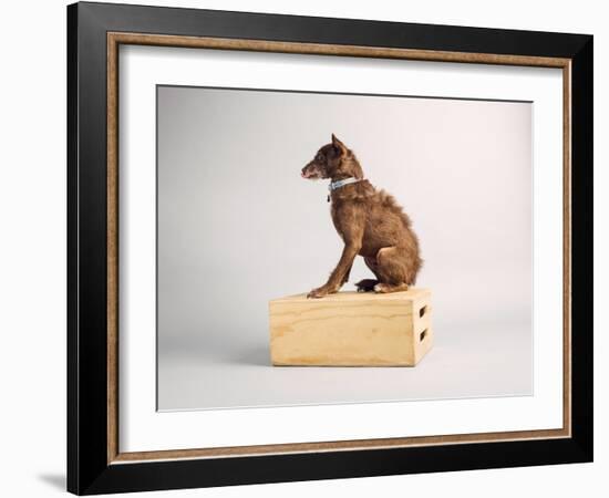 Side Eye-Susan Sabo-Framed Photographic Print