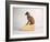 Side Eye-Susan Sabo-Framed Photographic Print