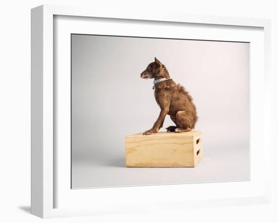 Side Eye-Susan Sabo-Framed Photographic Print