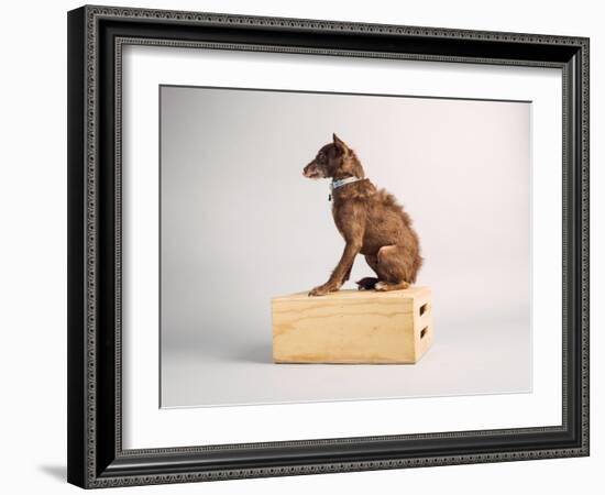 Side Eye-Susan Sabo-Framed Photographic Print