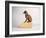 Side Eye-Susan Sabo-Framed Photographic Print