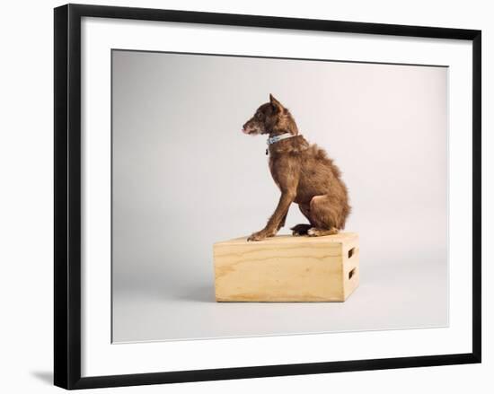 Side Eye-Susan Sabo-Framed Photographic Print