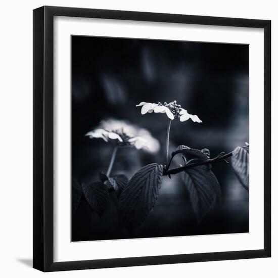 Side Face-Philippe Sainte-Laudy-Framed Photographic Print