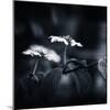 Side Face-Philippe Sainte-Laudy-Mounted Photographic Print