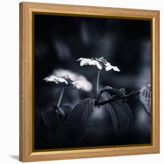 Side Face-Philippe Sainte-Laudy-Framed Premier Image Canvas