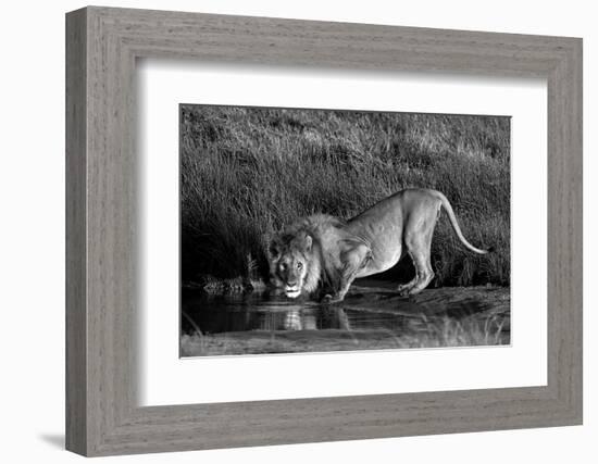 Side profile of a lion drinking water, Ngorongoro Conservation Area, Arusha Region, Tanzania (Pa...-null-Framed Photographic Print