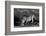 Side profile of a lion drinking water, Ngorongoro Conservation Area, Arusha Region, Tanzania (Pa...-null-Framed Photographic Print