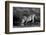 Side profile of a lion drinking water, Ngorongoro Conservation Area, Arusha Region, Tanzania (Pa...-null-Framed Photographic Print