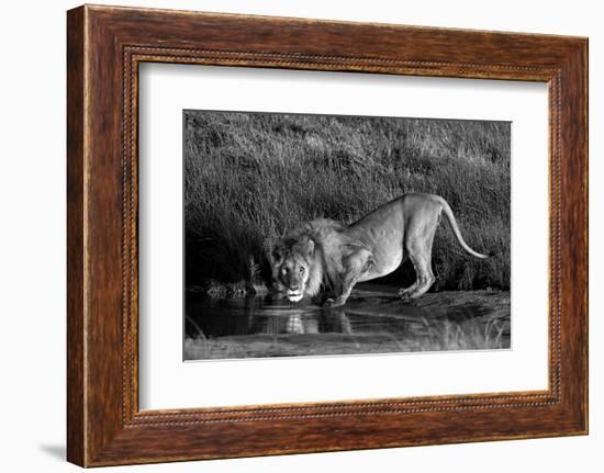 Side profile of a lion drinking water, Ngorongoro Conservation Area, Arusha Region, Tanzania (Pa...-null-Framed Photographic Print