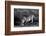 Side profile of a lion drinking water, Ngorongoro Conservation Area, Arusha Region, Tanzania (Pa...-null-Framed Photographic Print