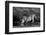 Side profile of a lion drinking water, Ngorongoro Conservation Area, Arusha Region, Tanzania (Pa...-null-Framed Photographic Print