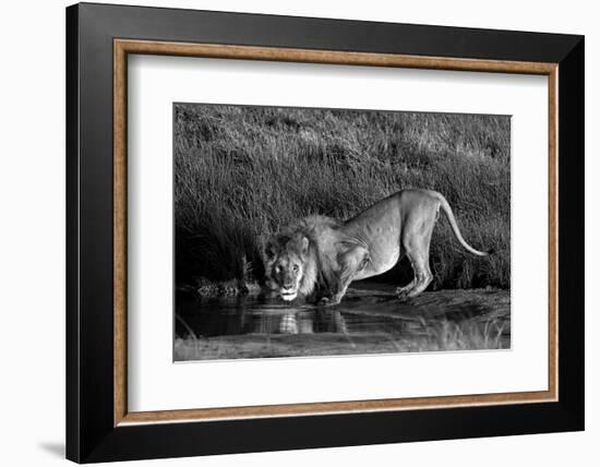 Side profile of a lion drinking water, Ngorongoro Conservation Area, Arusha Region, Tanzania (Pa...-null-Framed Photographic Print