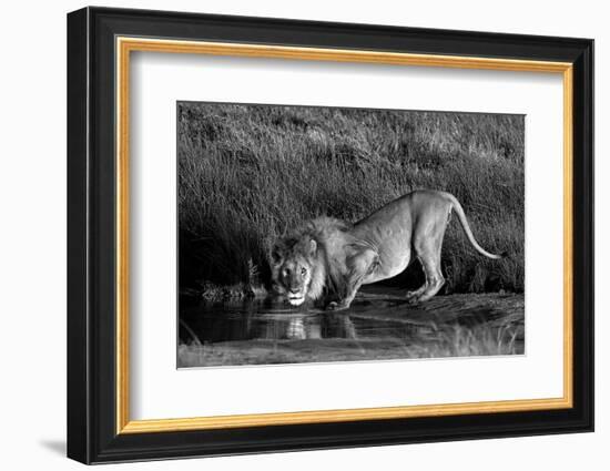 Side profile of a lion drinking water, Ngorongoro Conservation Area, Arusha Region, Tanzania (Pa...-null-Framed Photographic Print