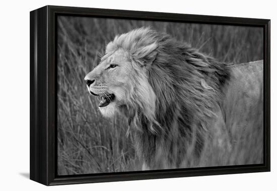 Side profile of a lion in a forest, Ngorongoro Conservation Area, Tanzania (panthera leo)-null-Framed Premier Image Canvas