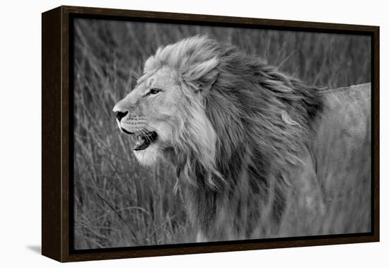 Side profile of a lion in a forest, Ngorongoro Conservation Area, Tanzania (panthera leo)-null-Framed Premier Image Canvas
