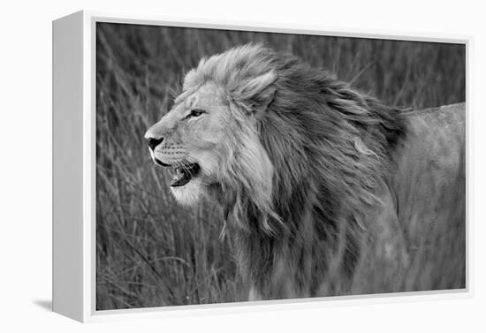 Side profile of a lion in a forest, Ngorongoro Conservation Area, Tanzania (panthera leo)-null-Framed Premier Image Canvas