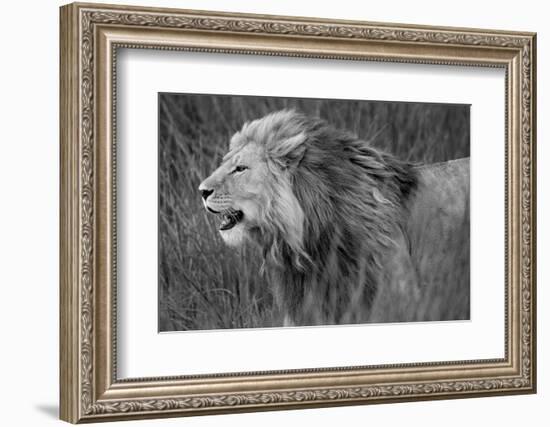 Side profile of a lion in a forest, Ngorongoro Conservation Area, Tanzania (panthera leo)-null-Framed Photographic Print