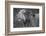 Side profile of a lion in a forest, Ngorongoro Conservation Area, Tanzania (panthera leo)-null-Framed Photographic Print