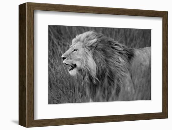 Side profile of a lion in a forest, Ngorongoro Conservation Area, Tanzania (panthera leo)-null-Framed Photographic Print