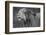 Side profile of a lion in a forest, Ngorongoro Conservation Area, Tanzania (panthera leo)-null-Framed Photographic Print