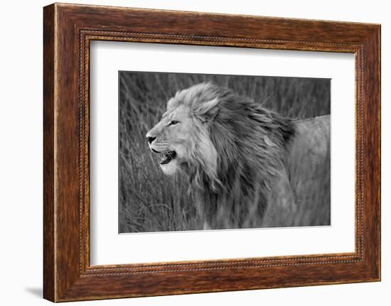 Side profile of a lion in a forest, Ngorongoro Conservation Area, Tanzania (panthera leo)-null-Framed Photographic Print