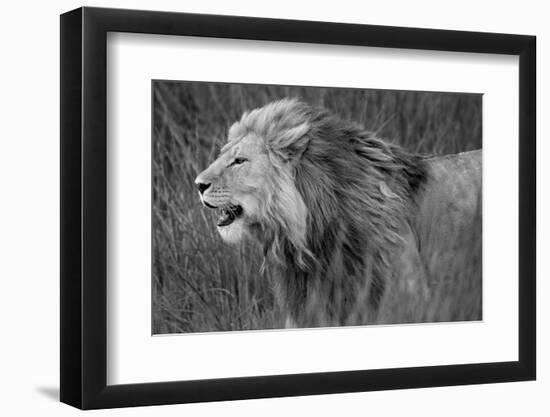 Side profile of a lion in a forest, Ngorongoro Conservation Area, Tanzania (panthera leo)-null-Framed Photographic Print