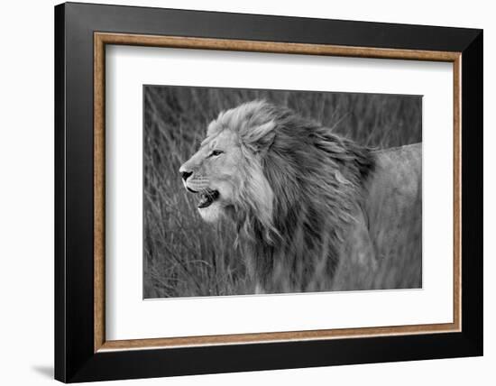Side profile of a lion in a forest, Ngorongoro Conservation Area, Tanzania (panthera leo)-null-Framed Photographic Print