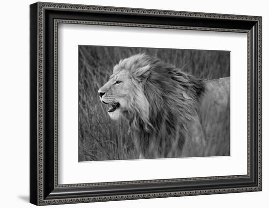 Side profile of a lion in a forest, Ngorongoro Conservation Area, Tanzania (panthera leo)-null-Framed Photographic Print