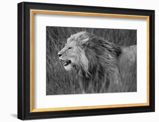 Side profile of a lion in a forest, Ngorongoro Conservation Area, Tanzania (panthera leo)-null-Framed Photographic Print