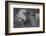 Side profile of a lion in a forest, Ngorongoro Conservation Area, Tanzania (panthera leo)-null-Framed Photographic Print