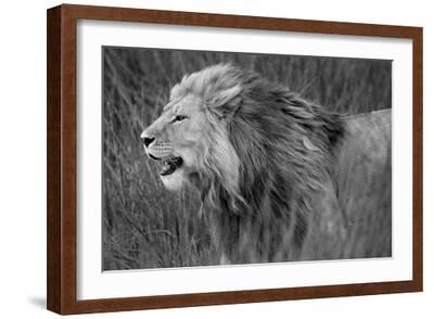 NGORONGORO (ンゴロンゴロ) ラインハルト 　アフリカ　写真集　洋書 NGORONGORO (ンゴロンゴロ) ラインハルト アフリカ 写真集 洋書