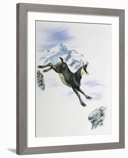 Side Profile of a Male Chamois Jumping on Rocks (Rupicapra Rupicapra)-null-Framed Giclee Print